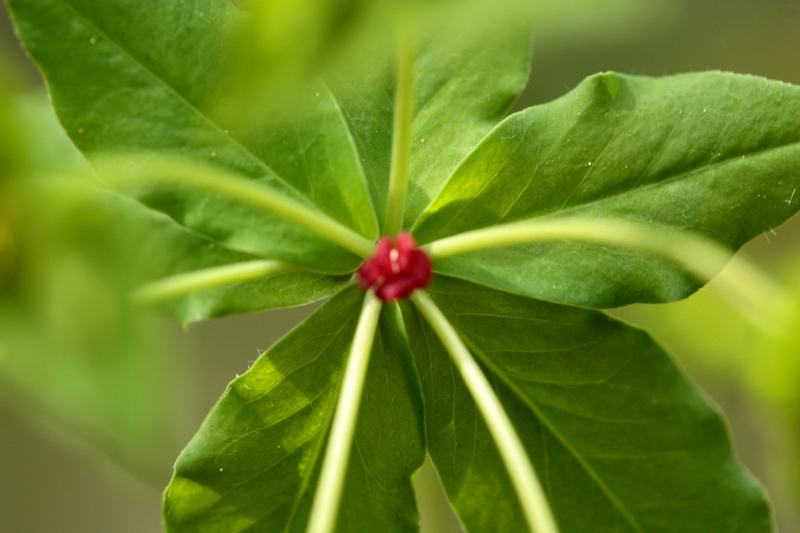 Euphorbia dulcis